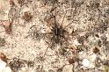 Pardosa_monticola_D2947_D_85_NP De Hoge Veluwe_Nederland